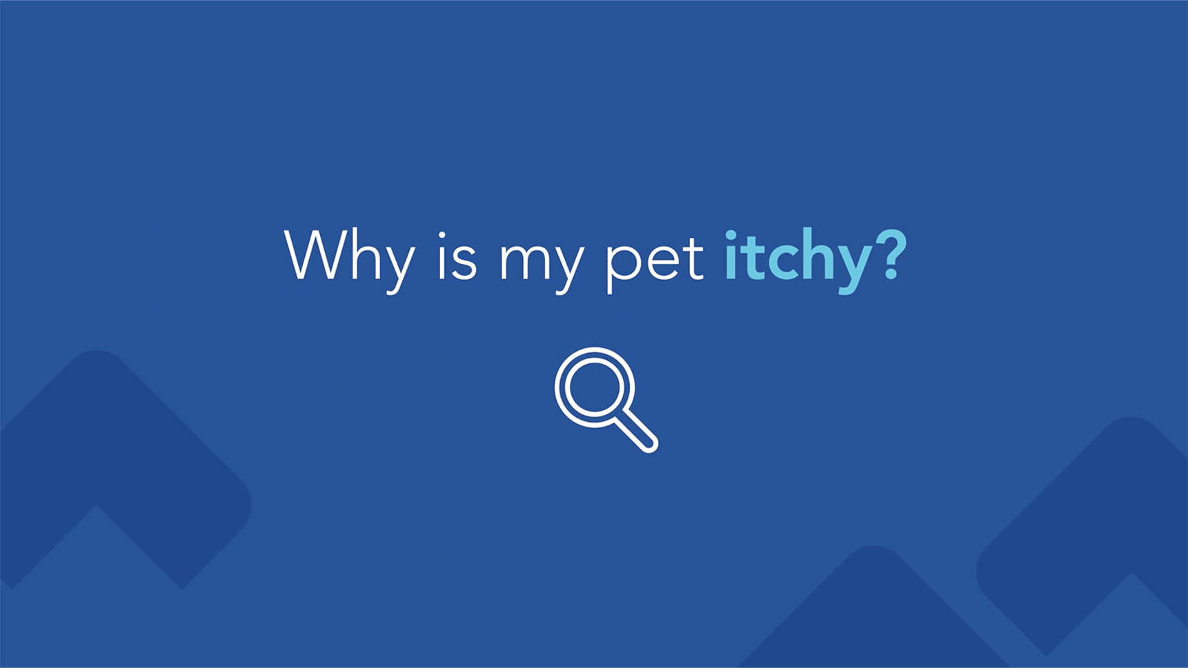 Why Is My Pet Itchy?