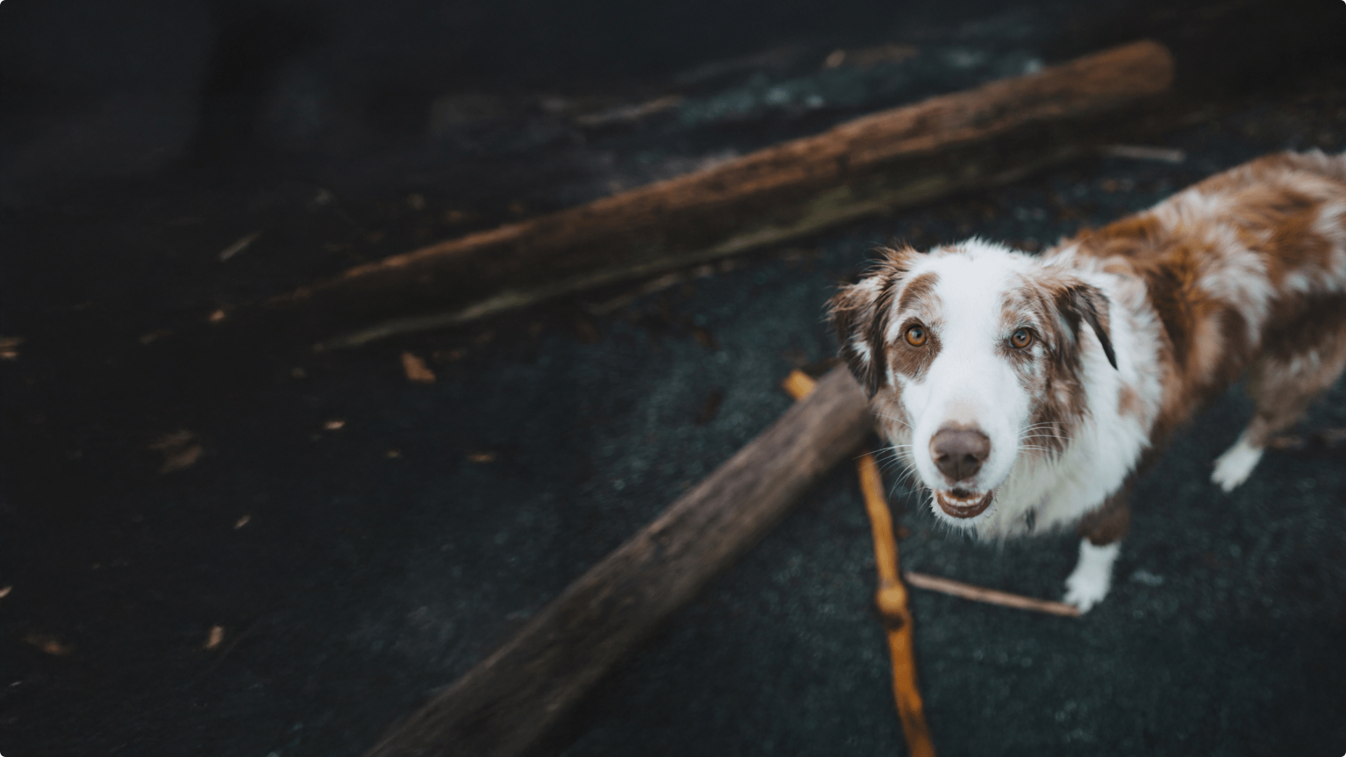 shop-derm-sm-promo-dog