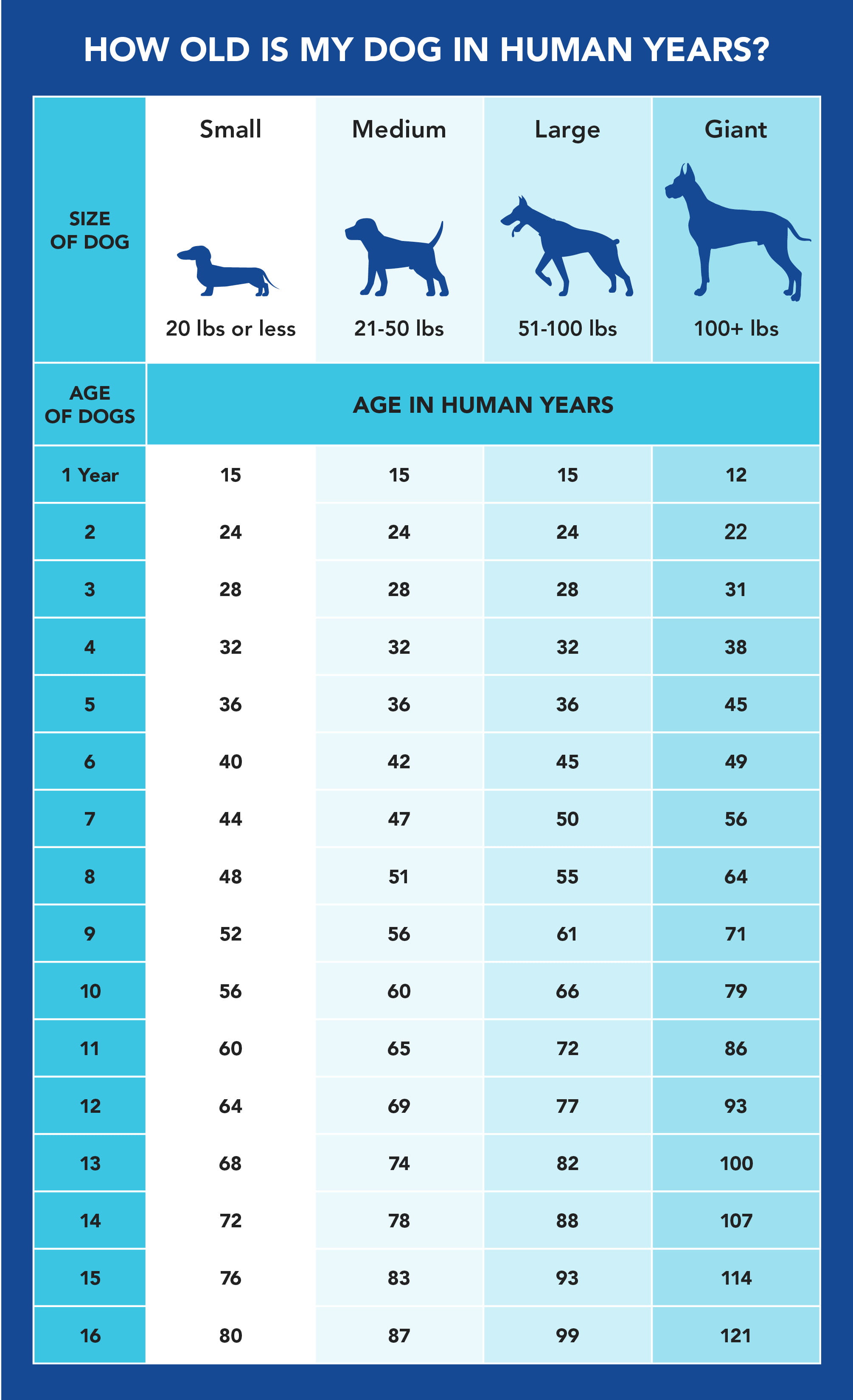 dog birthday chart in human years