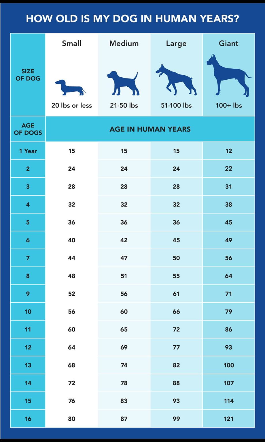 dog birthday chart in human years