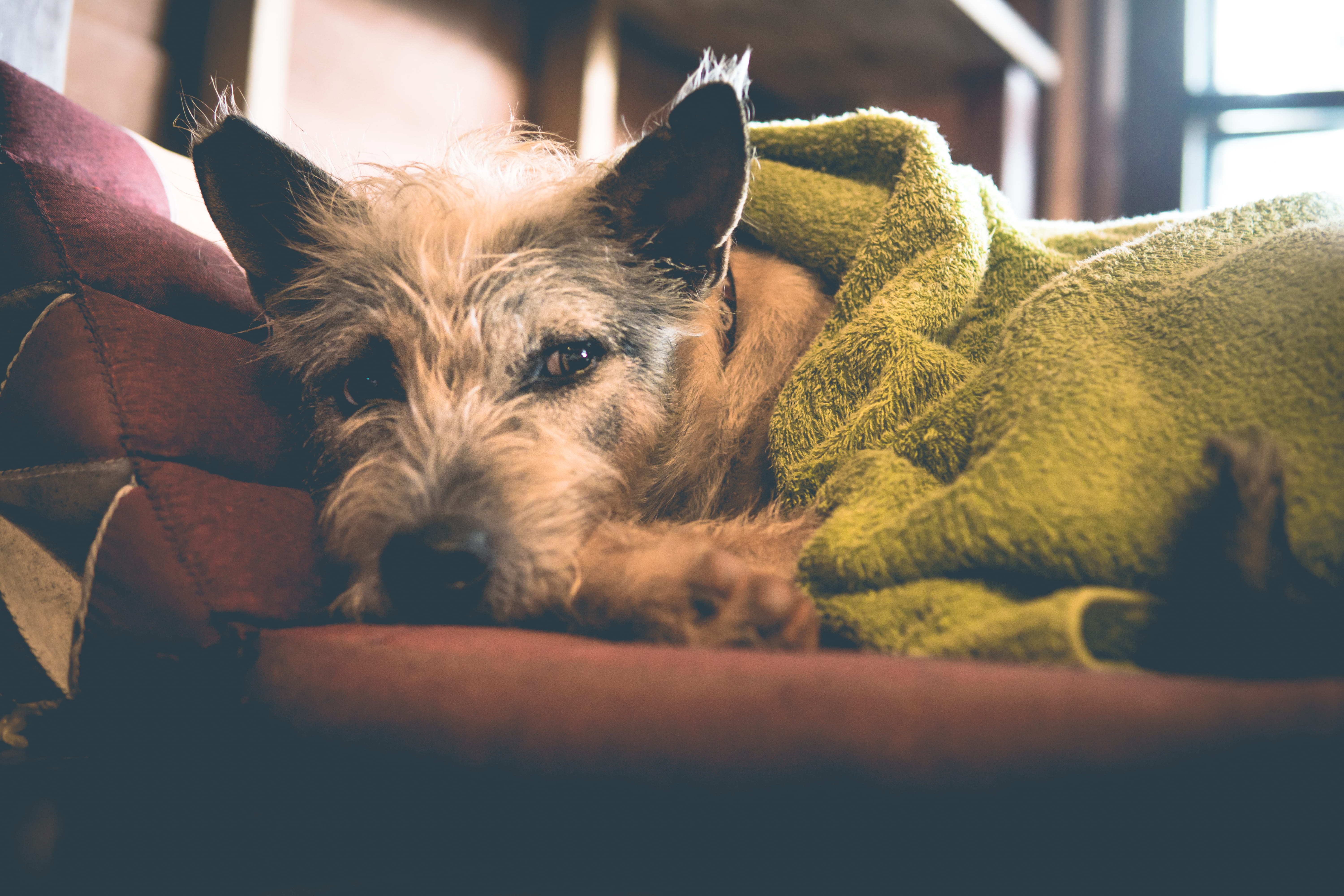 pet article image- dog