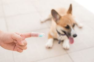 choosing a pet toothbrush
