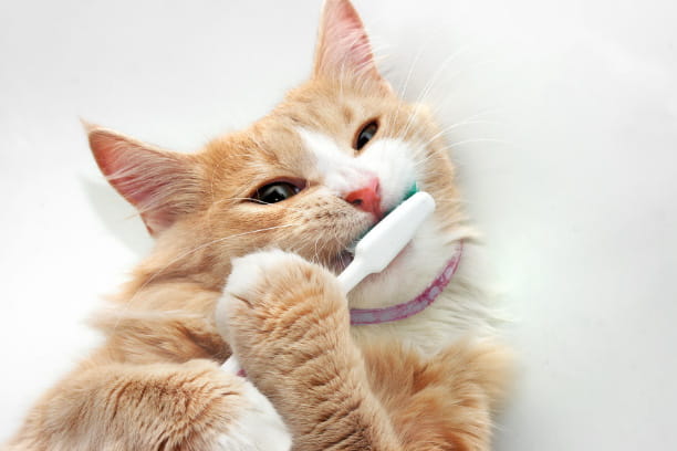  Organize your pet's oral care routine