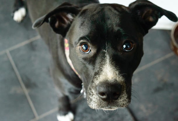 Troublesome signs every owner of a diabetic pet should know