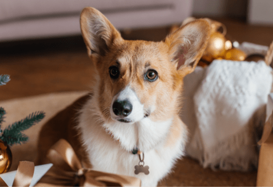 holiday poison control center calls