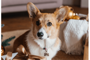 holiday poison control center calls