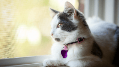 Prevent your cat from getting parasites