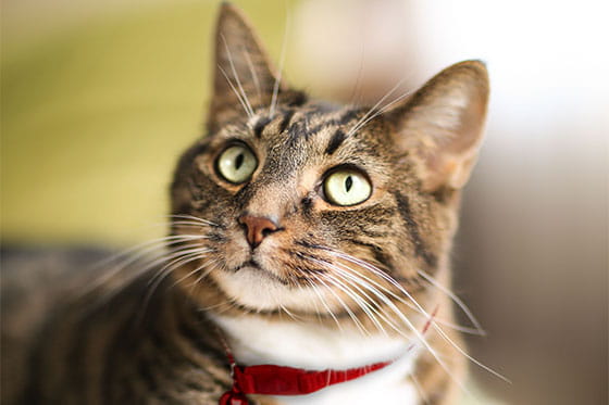 14 signs your cat’s arthritis is acting up
