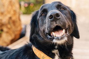dog arthritis