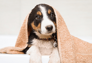 dog grooming and care