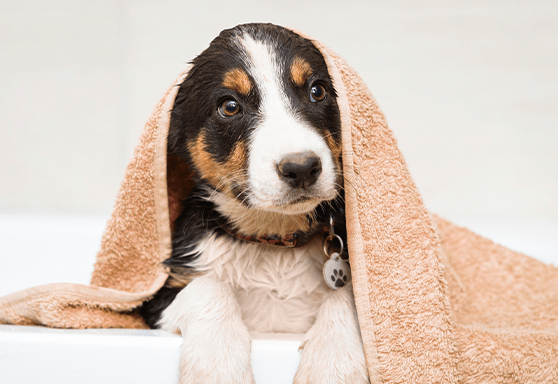 Dog grooming and coat care for improved health and hygiene