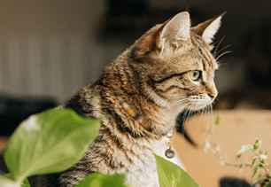 cat safety memorial day