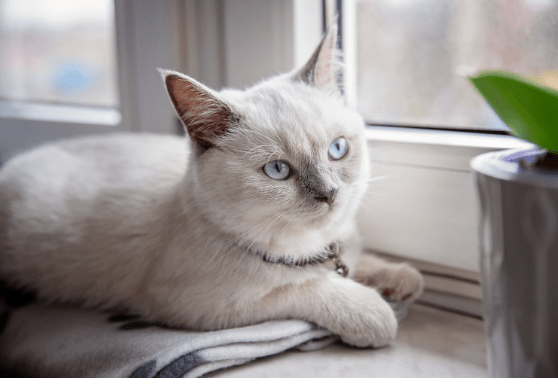 Protect your cat from parasites including intestinal worms