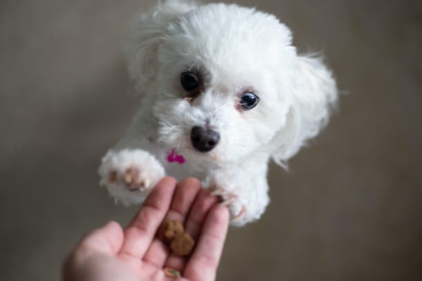 pet treats for training and distraction