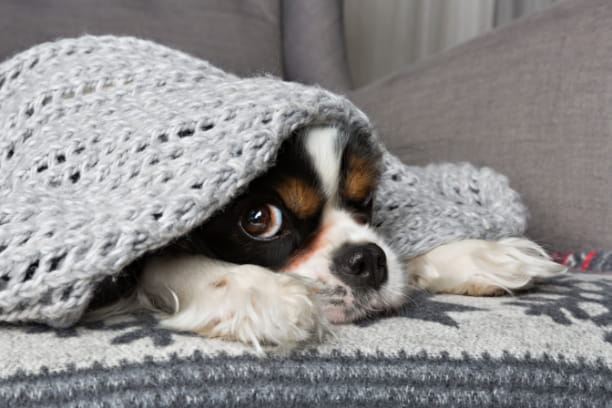 helping pet cope with fireworks