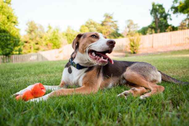 Don't forget parasite prevention for outdoor outings