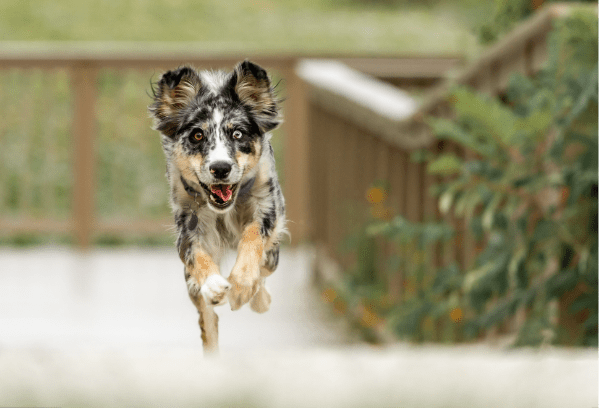 senior dog supplements