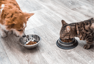 feeding senior pet