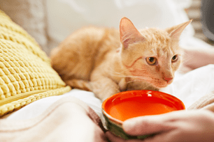 cat hydration