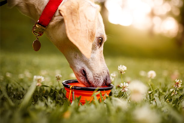 Hot pets - Not cool - Learn how to prevent heatstroke