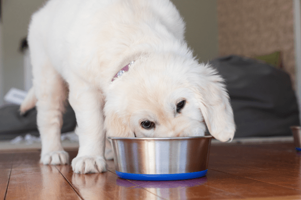 Can you feed pets certain fruits and veggies