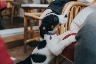 dog jumping up 2