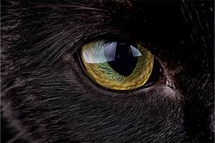 glowing eyes