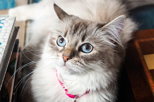 Great gender-neutral names for every pet