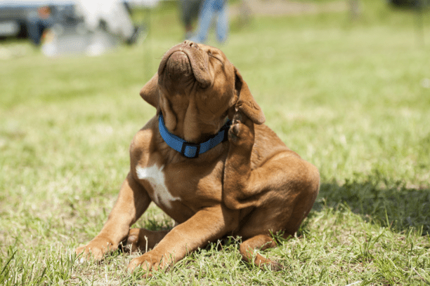 How to check your pet for fleas