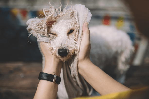 Can dogs get swimmer’s ear