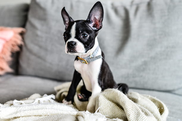 What a short snout means for your pet’s health