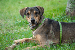 True or False: Do airborne allergies get better in late summer? 