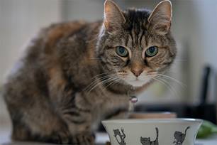 True or False Milk and tuna are great foods for cats Answer False