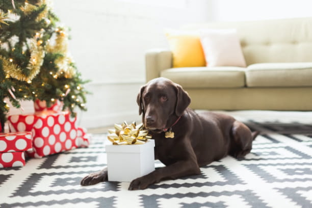 10 holiday gift ideas for your furry friend
