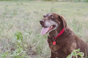 13 signs pet arthritis