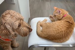 tips for fostering