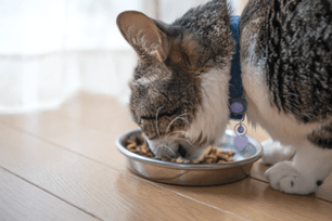 how to choose high quality pet food