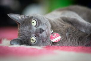 signs when teeth bother pets