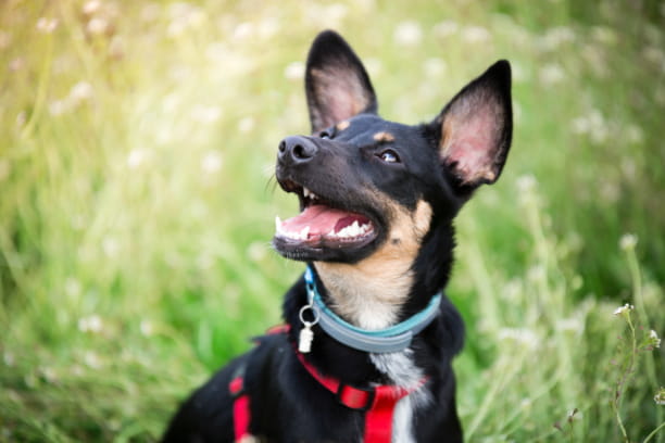 What does it mean when your dog smiles?