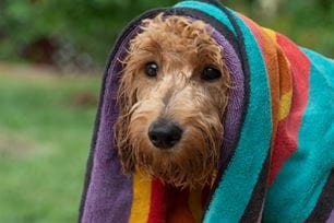 dog water safety