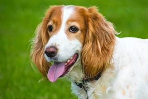 ear infections in pets