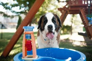 pet heatstroke is no joke