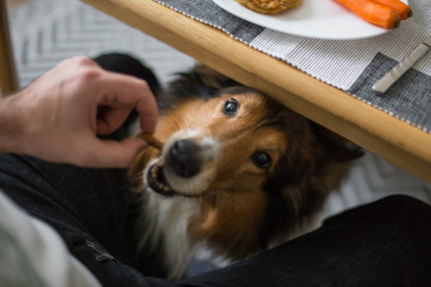 Choosing non-toxic holiday foods for pets