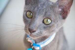switching to green kitty litter
