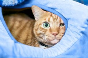 pet wound care