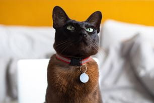 debunking-myth-cats-dont-get-heartworm-disease