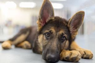 what are pet hot spots