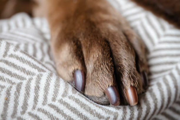 Best tips to de-stress your pet’s pedicures