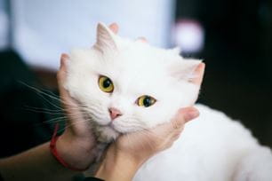 tips to prevent goopy eyes in your cat