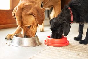 biggest feeding mistake